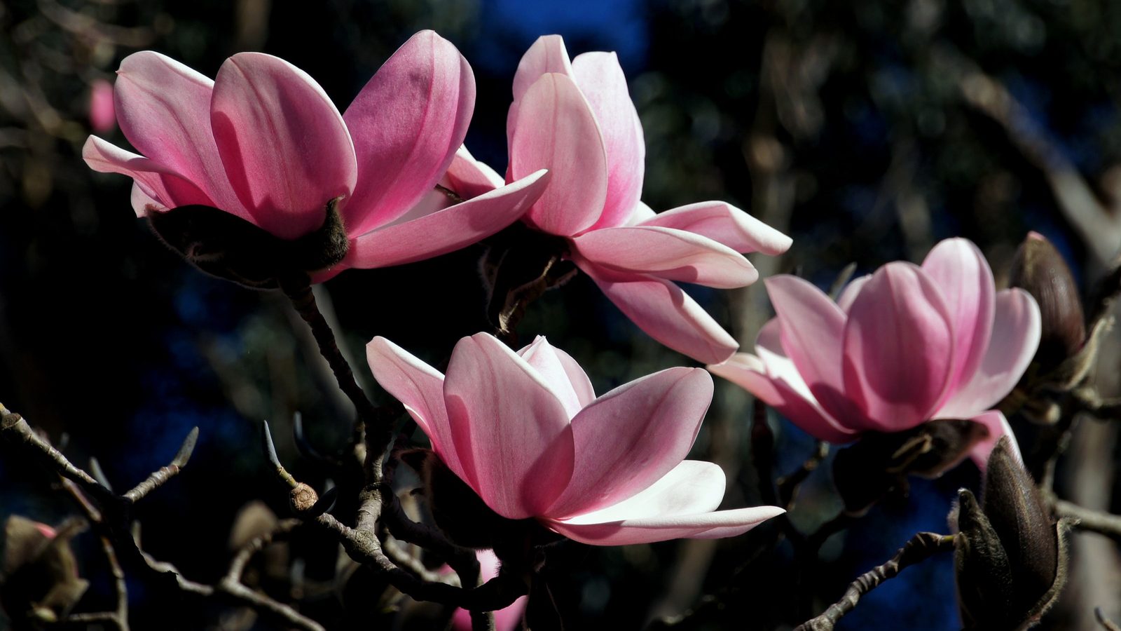 23-Mar London’s Magnolia Magic Section Image