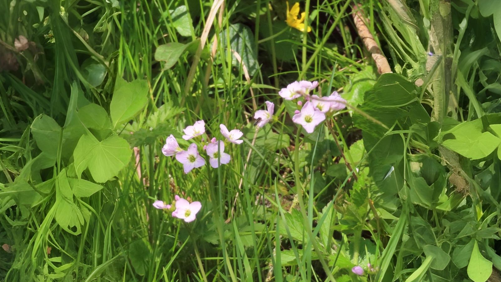 23-Apr Golden Blooms: Buttercups & Ladies Smock" Section Image