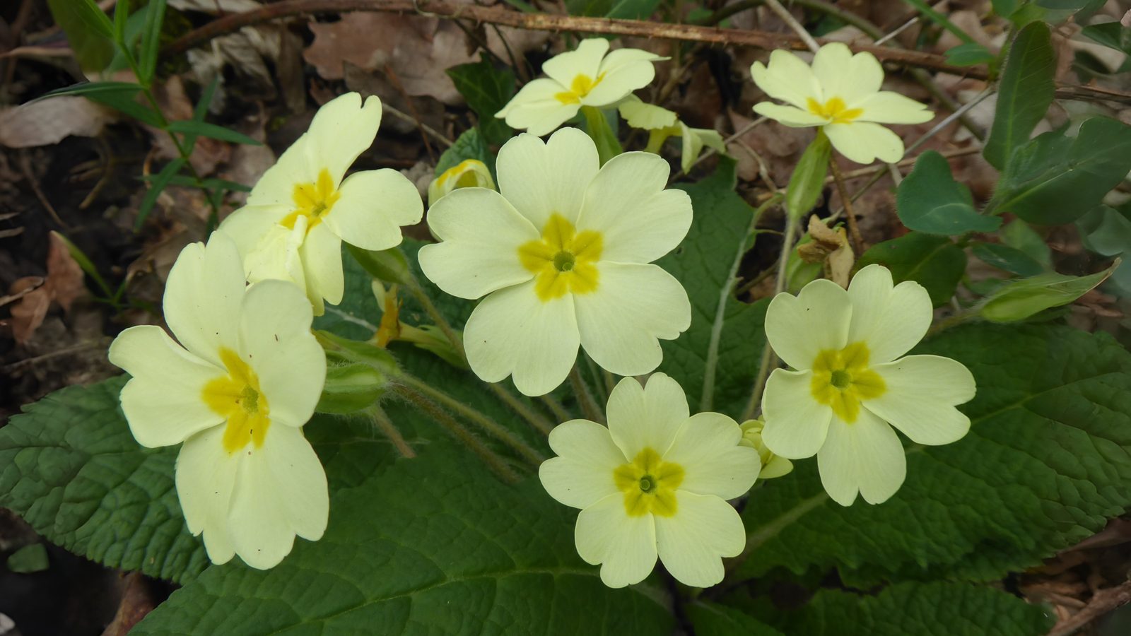23-Feb Primroses and Violets in Bloom Section Image