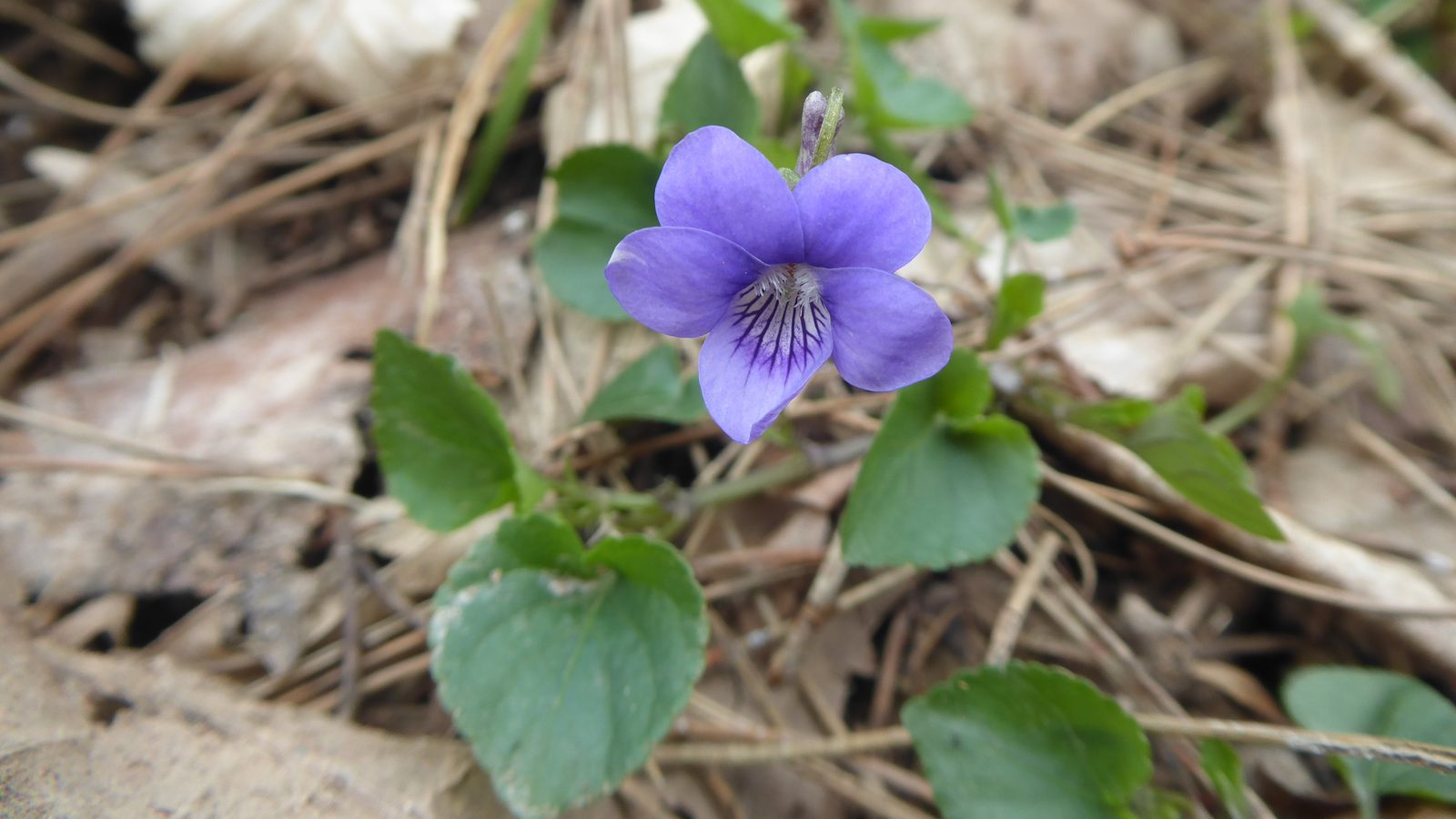 23-Feb Primroses and Violets in Bloom Section Image