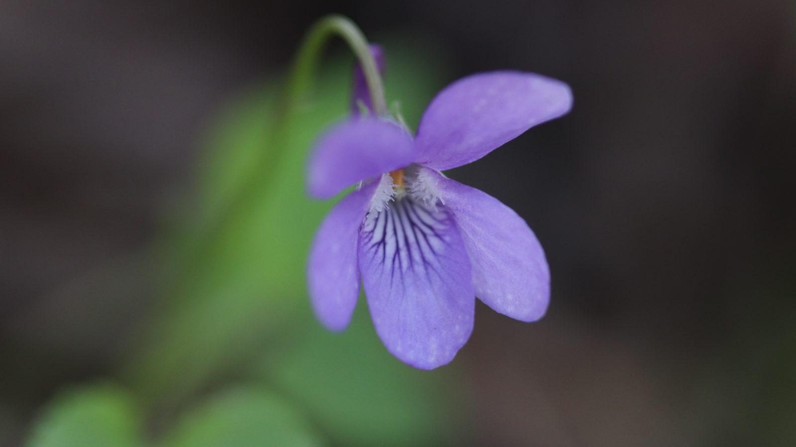 23-Feb Primroses and Violets in Bloom Section Image