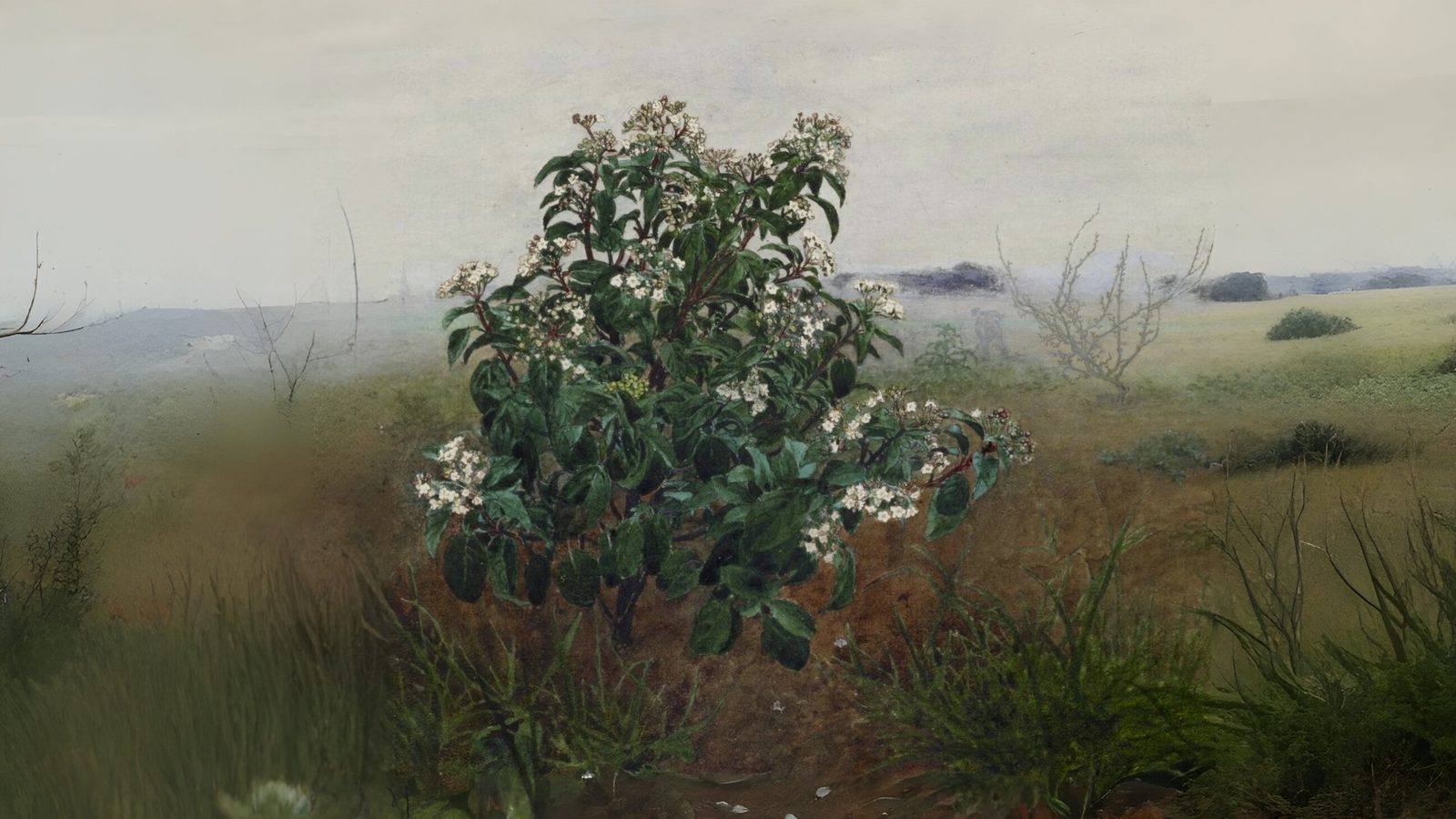 23-Jan January's Garden Shrubs Section Image