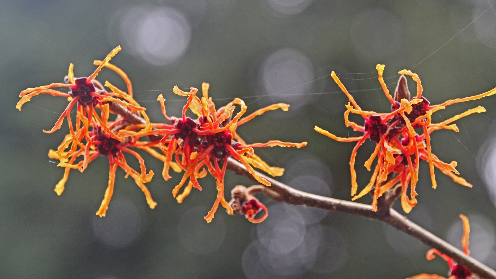 23-Jan January's Garden Shrubs Section Image