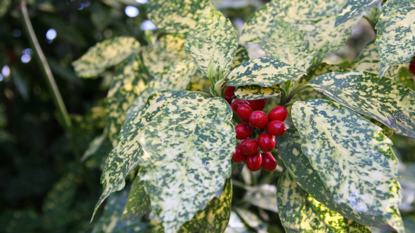 23-Jan January's Garden Shrubs Section Image