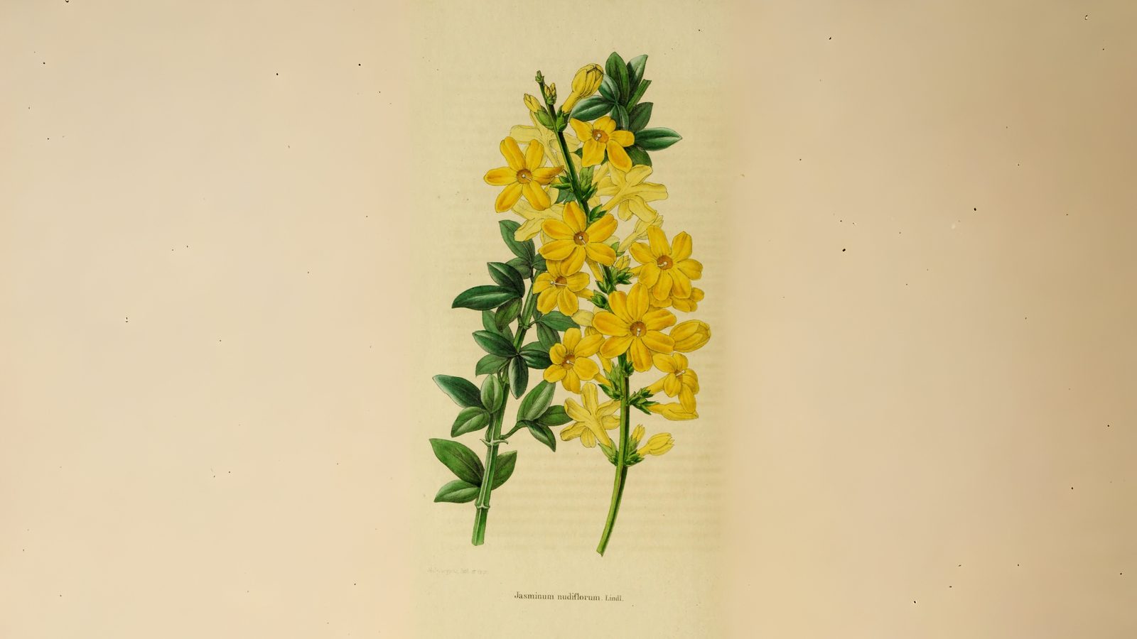 23-Jan January's Garden Shrubs Section Image