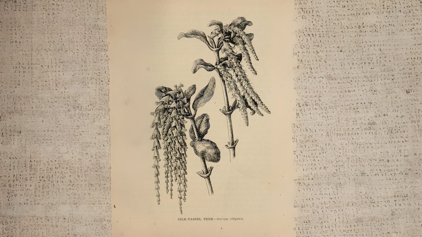 23-Jan January's Garden Shrubs Section Image