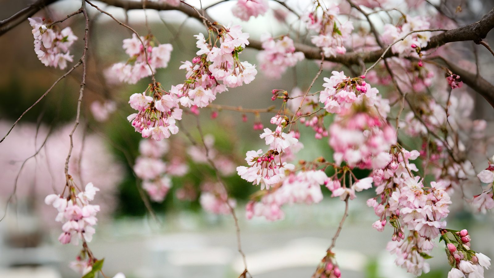 24-Mar London’s Cherry Blossom Bliss Section Image