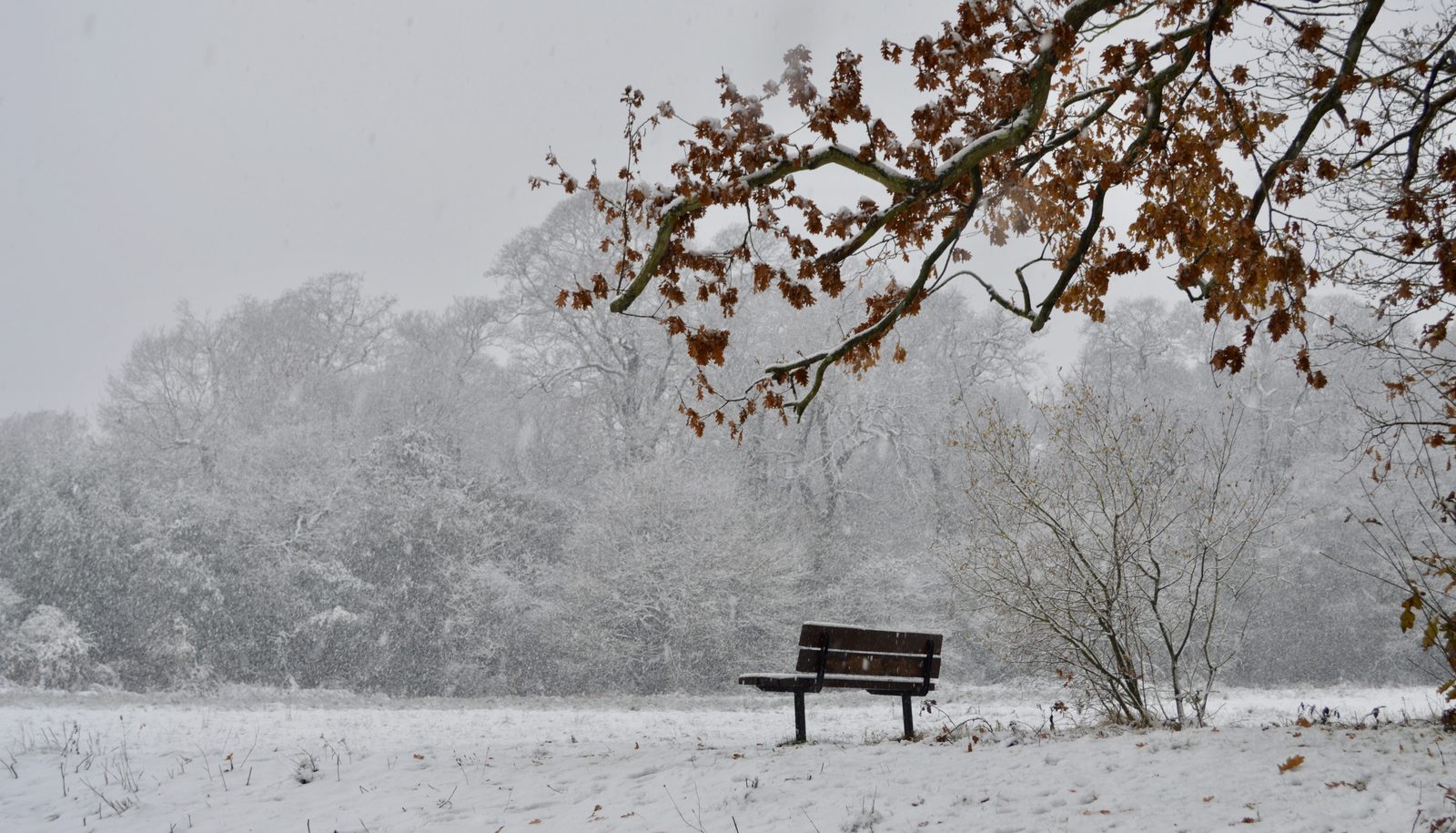01-Jan Snowdrops and Winter Aconites Section Image