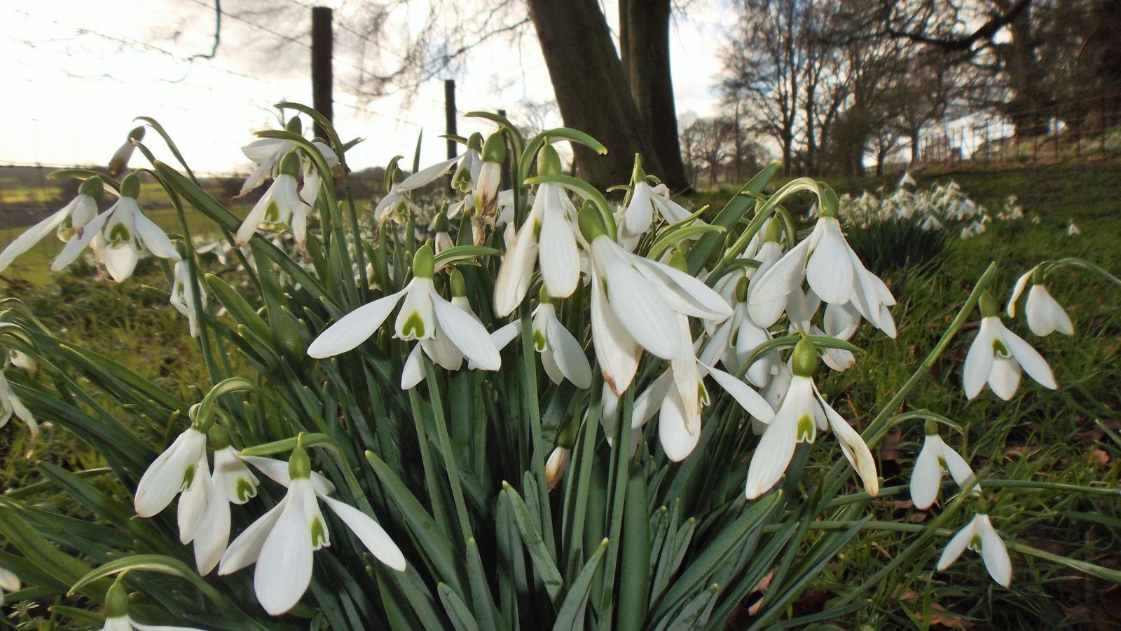 01-Jan Snowdrops and Winter Aconites Section Image