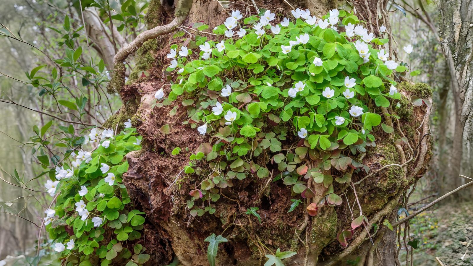 24-Apr Enchanted April: London’s Woodland Blooms Section Image