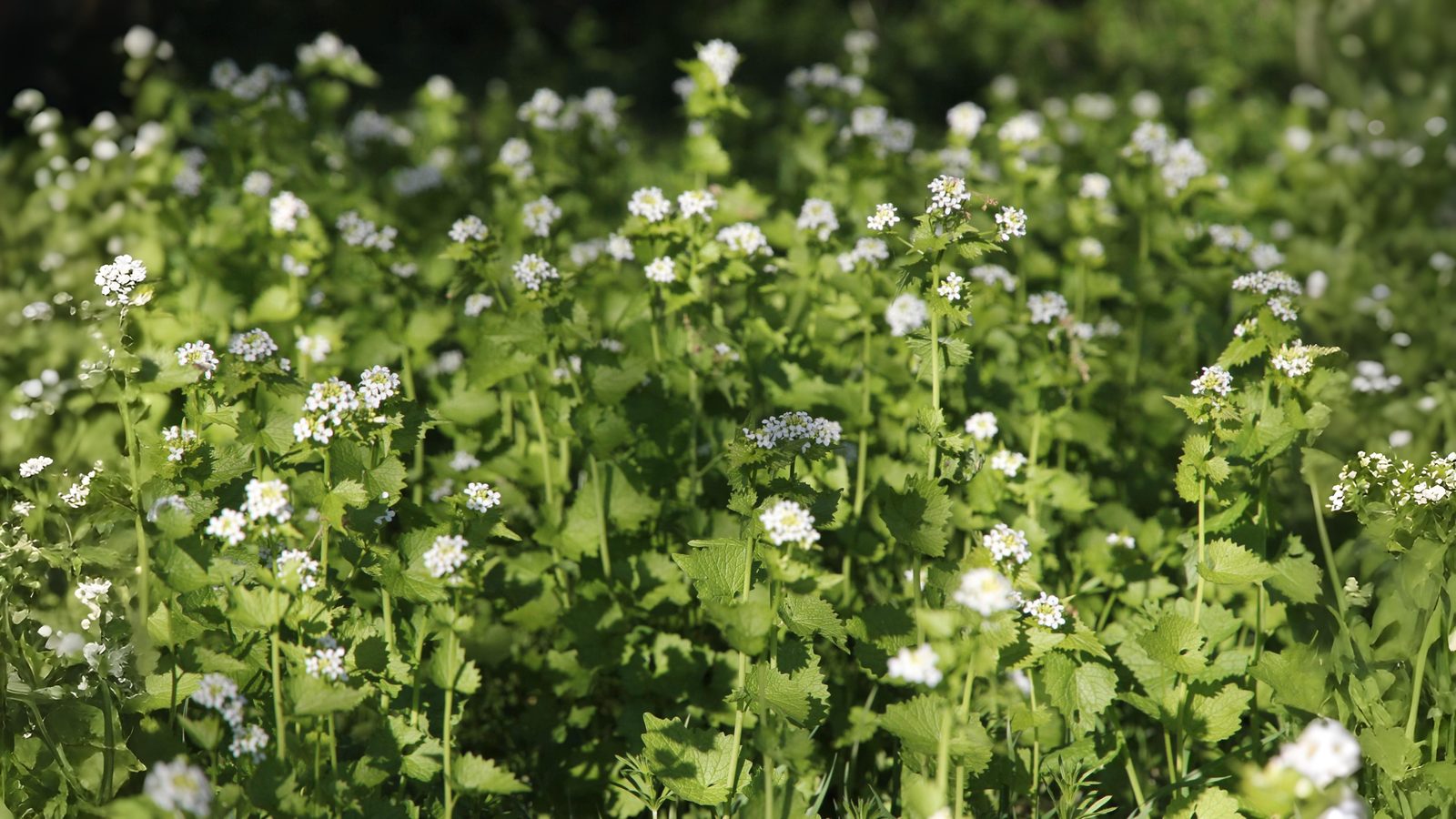 24-Apr Enchanted April: London’s Woodland Blooms Section Image