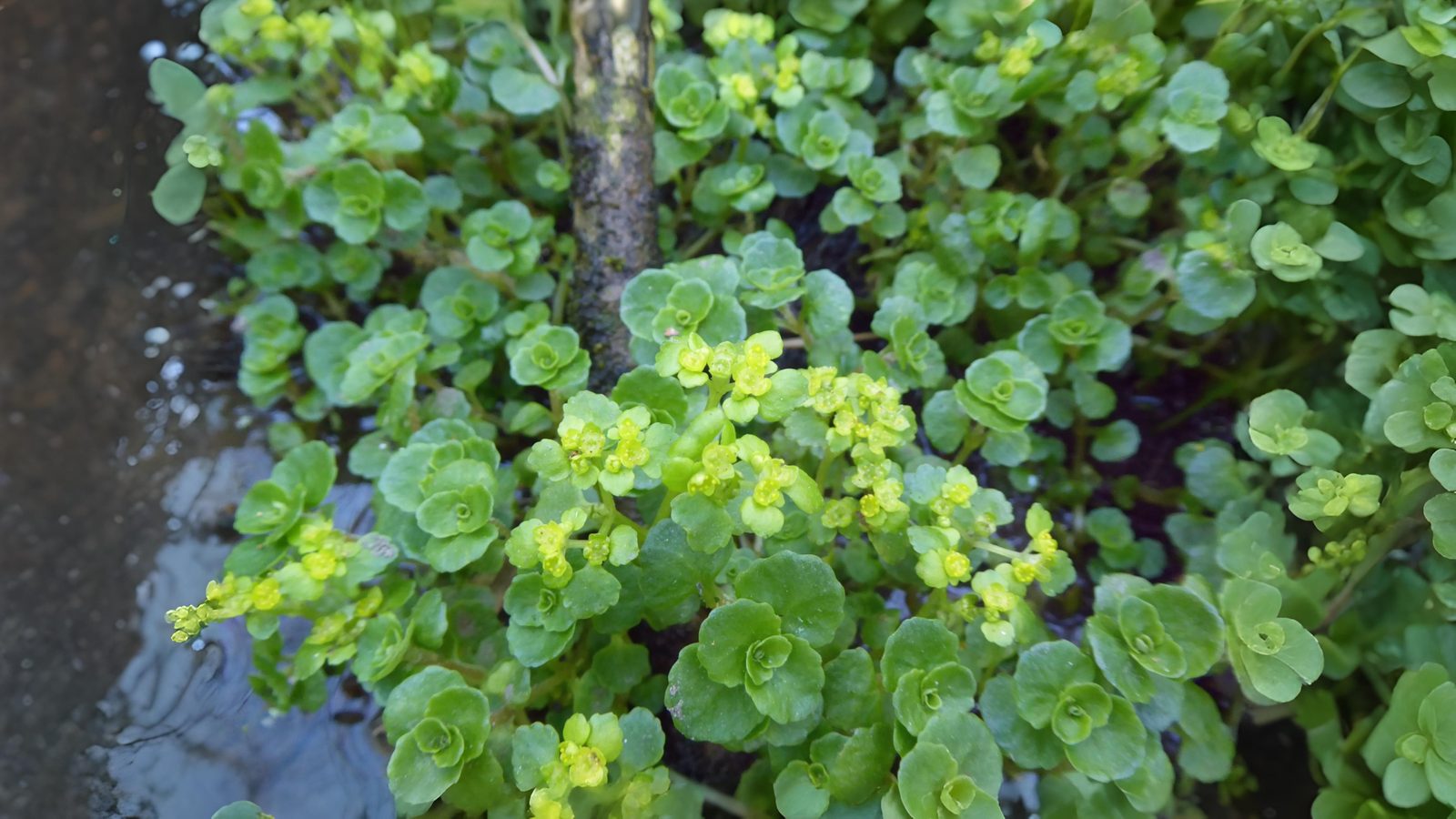 24-Apr Enchanted April: London’s Woodland Blooms Section Image