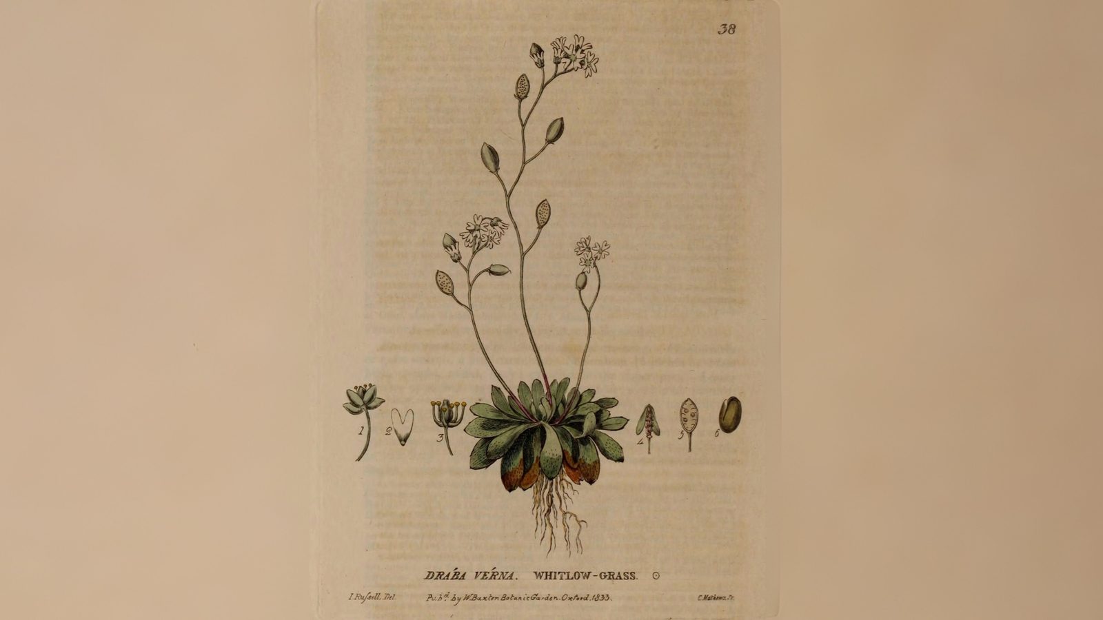 24-Feb Wild Flowers and Alien Blooms Section Image