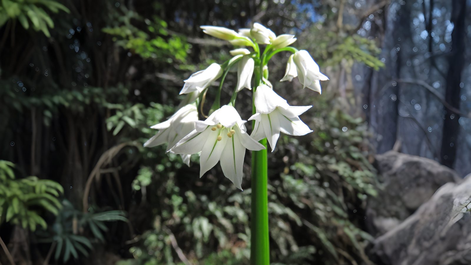 24-Feb Wild Flowers and Alien Blooms Section Image