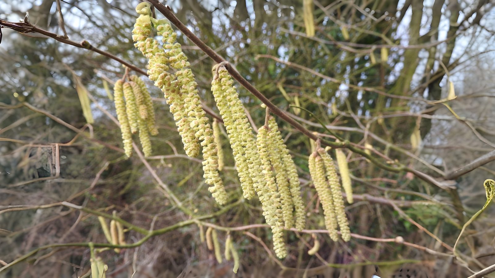 24-Jan Wild Shrubs in Winter Section Image