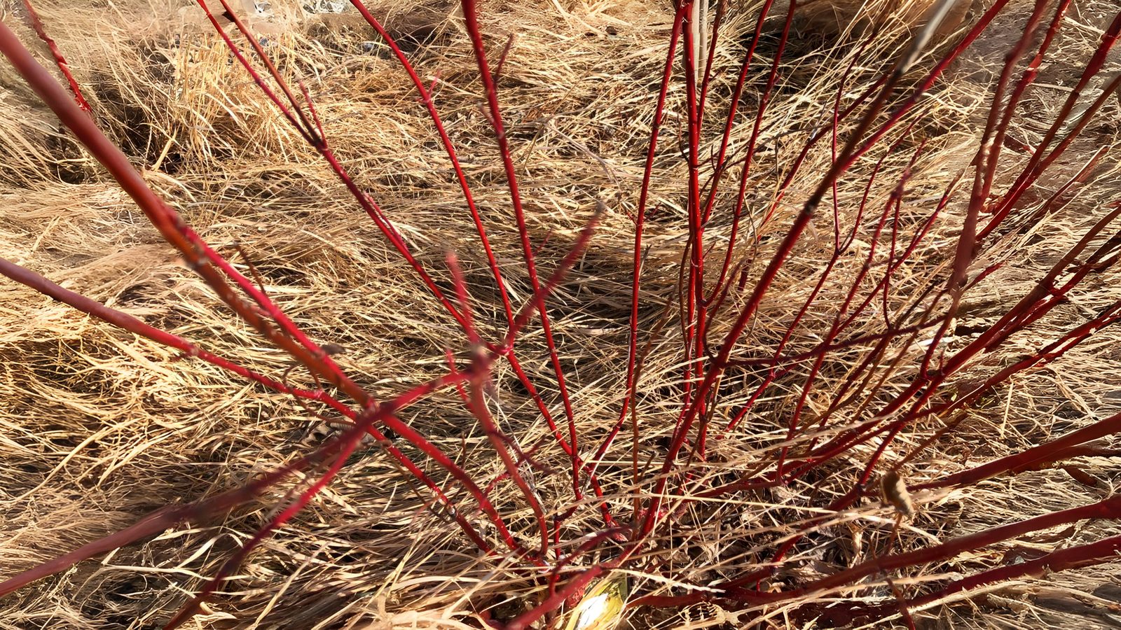 24-Jan Wild Shrubs in Winter Section Image