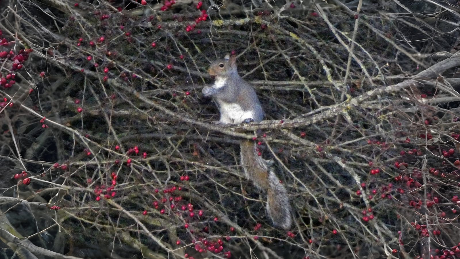 25-Jan Burns Night and Winter Mammals Section Image
