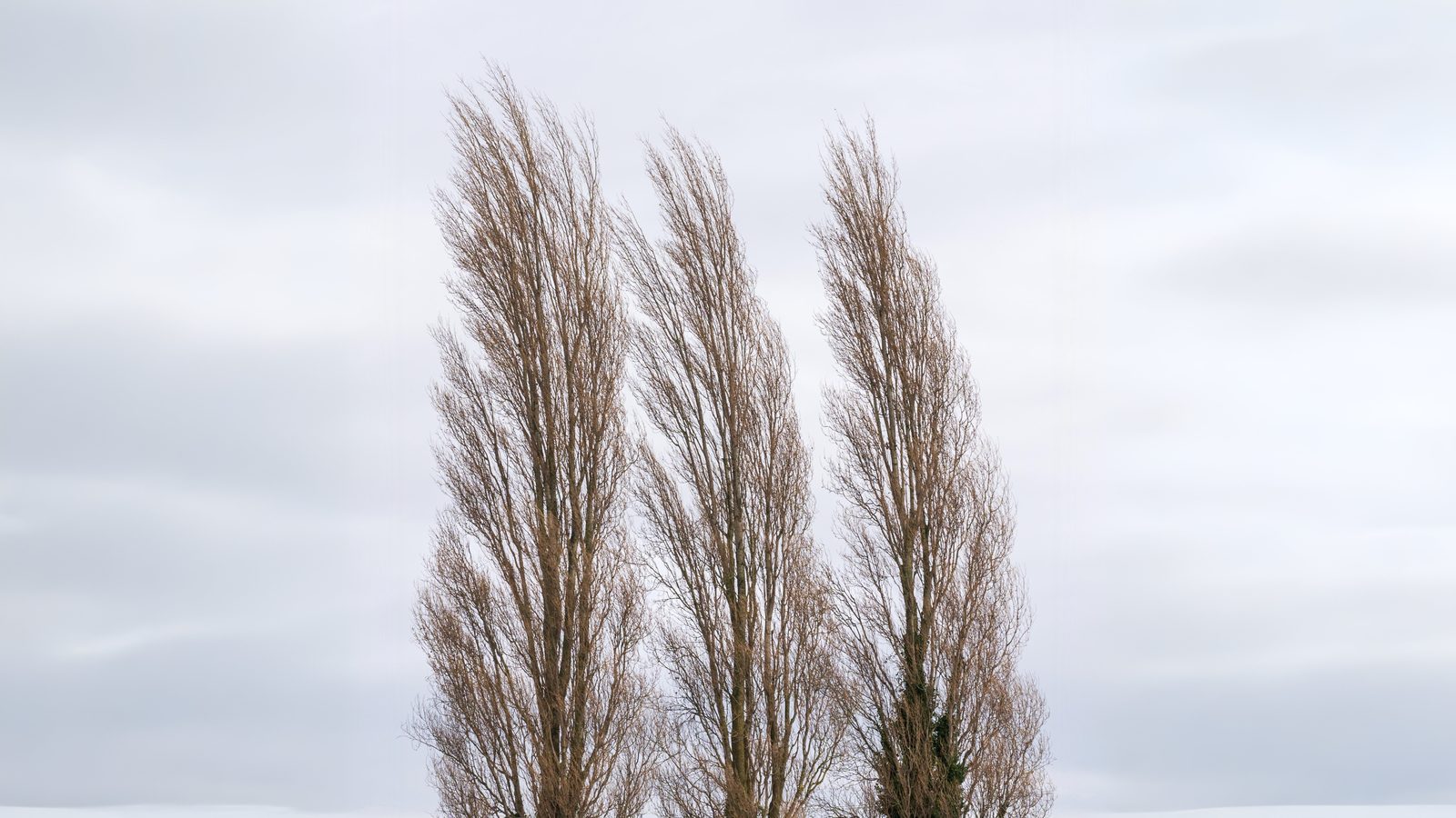 25-Mar London’s Willow and Poplar Magic Section Image