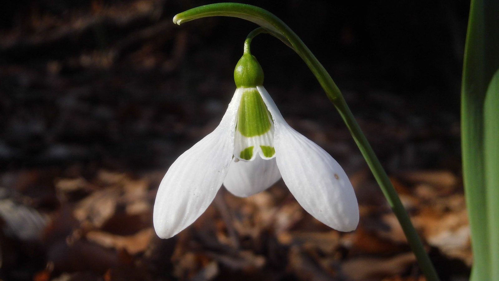 01-Jan Snowdrops and Winter Aconites Section Image