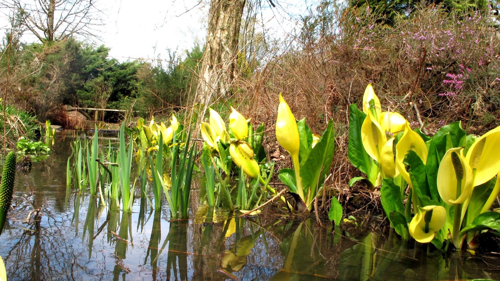 25-Apr April’s Garden Marvels: Beyond the Blossom Section Image