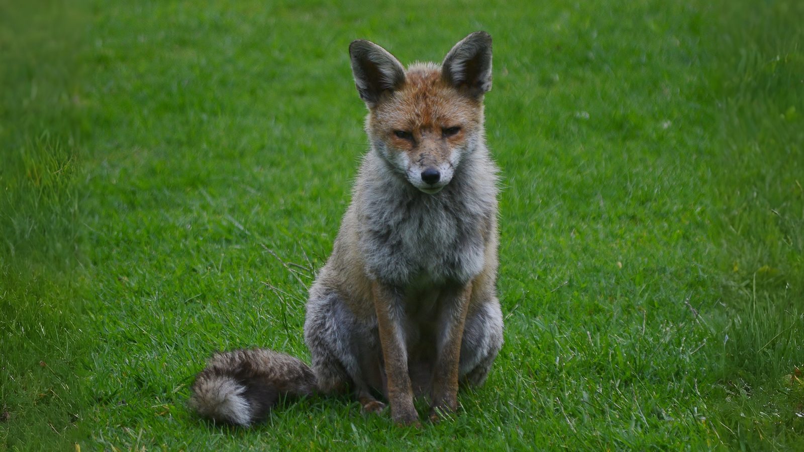 25-Jan Burns Night and Winter Mammals Section Image