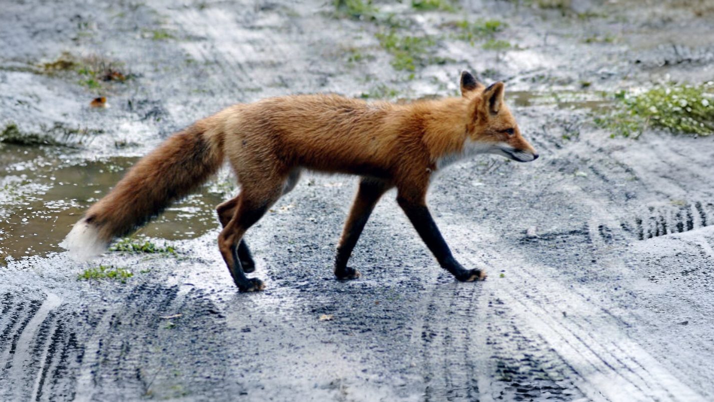 25-Jan Burns Night and Winter Mammals Section Image