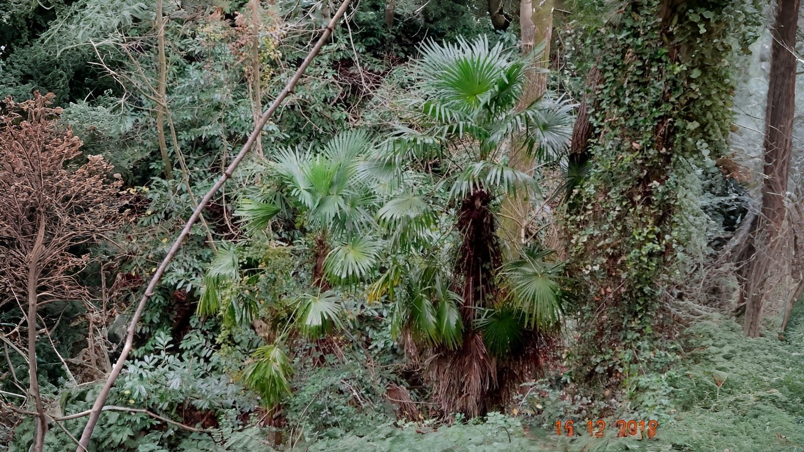 26-Mar London’s March Blooms and Palms Section Image