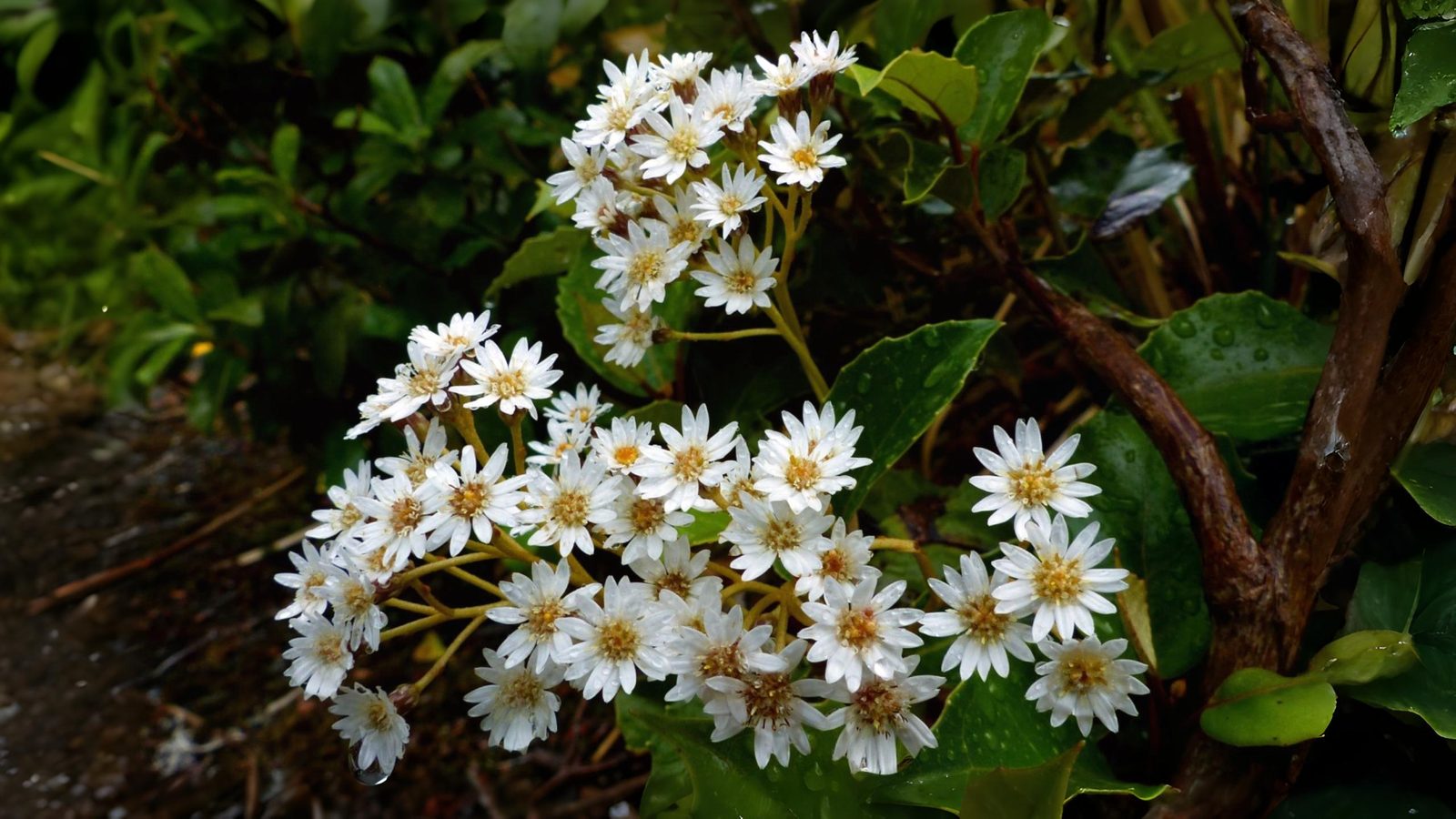 26-Apr London’s April Shrubs: Beauty & Intrigue Section Image