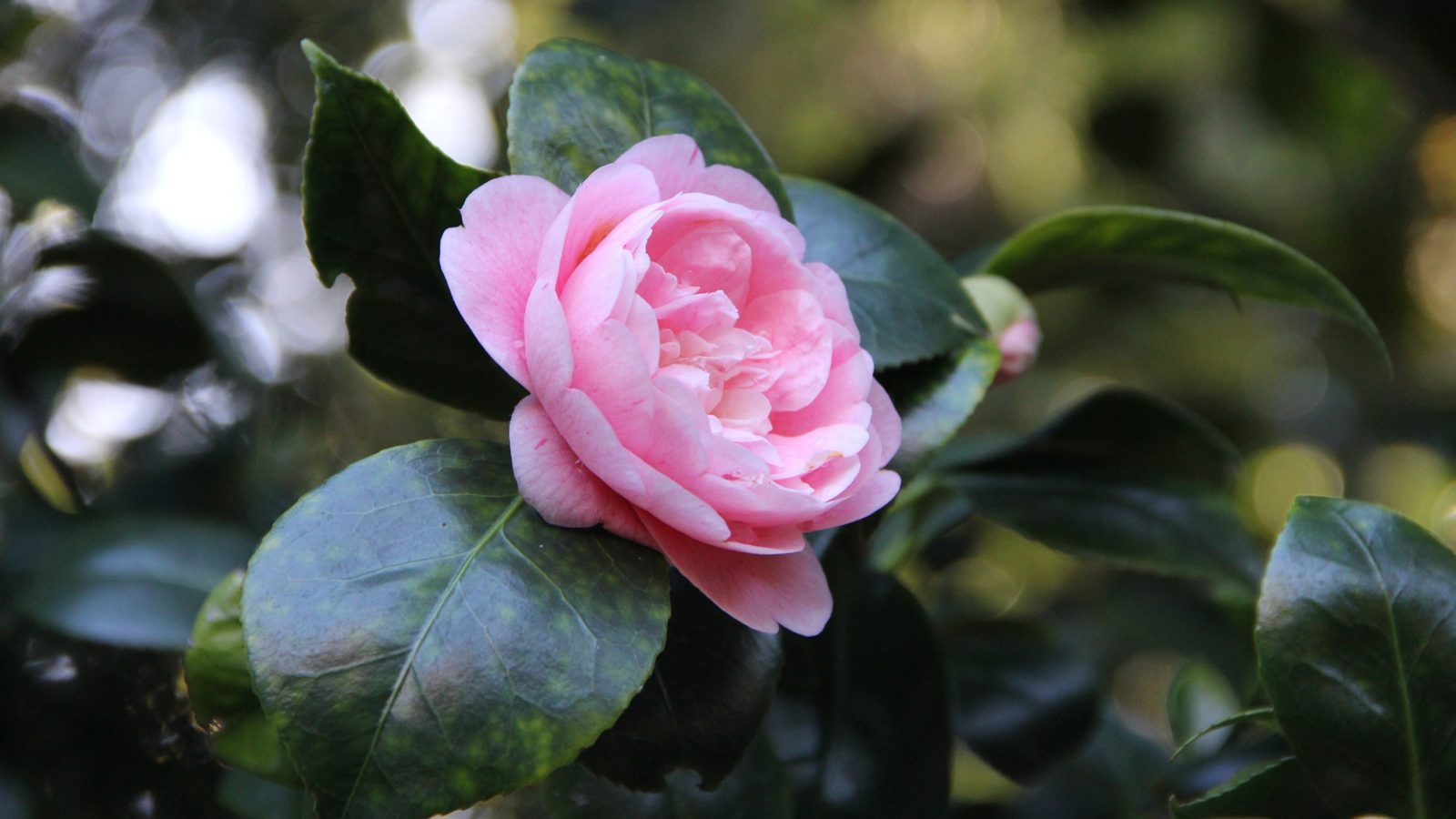 26-Apr London’s April Shrubs: Beauty & Intrigue Section Image
