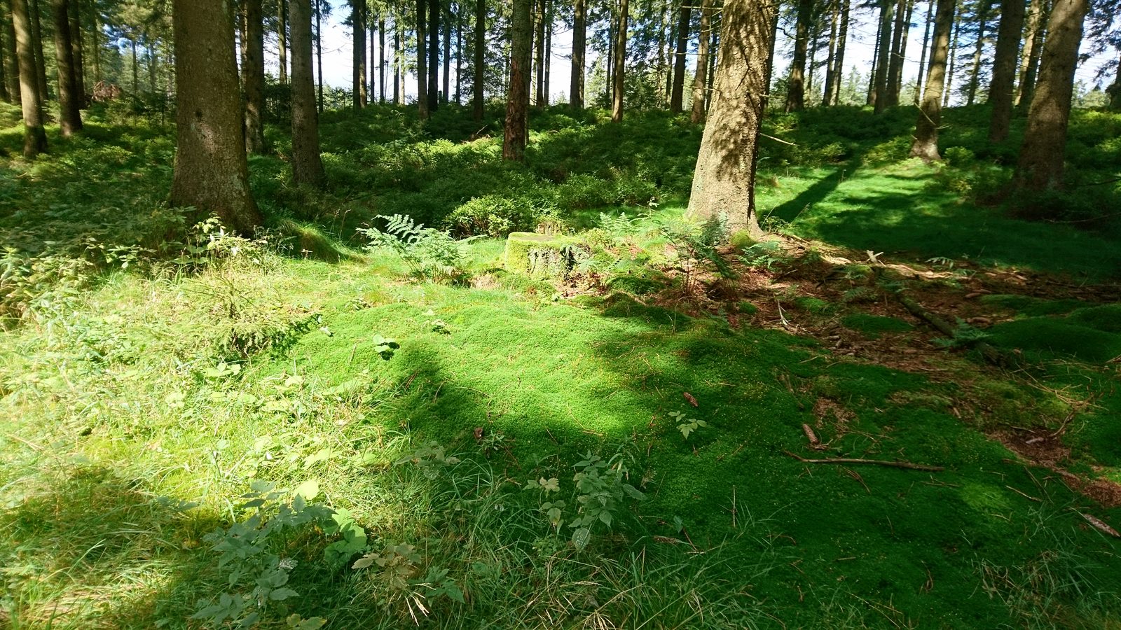 26-Feb Mosses and Liverworts Section Image