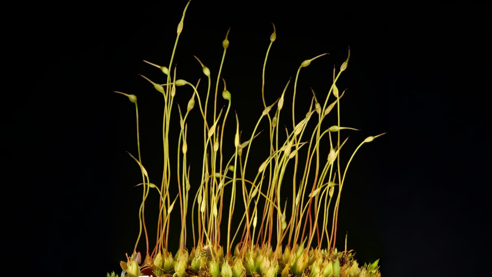 26-Feb Mosses and Liverworts Section Image