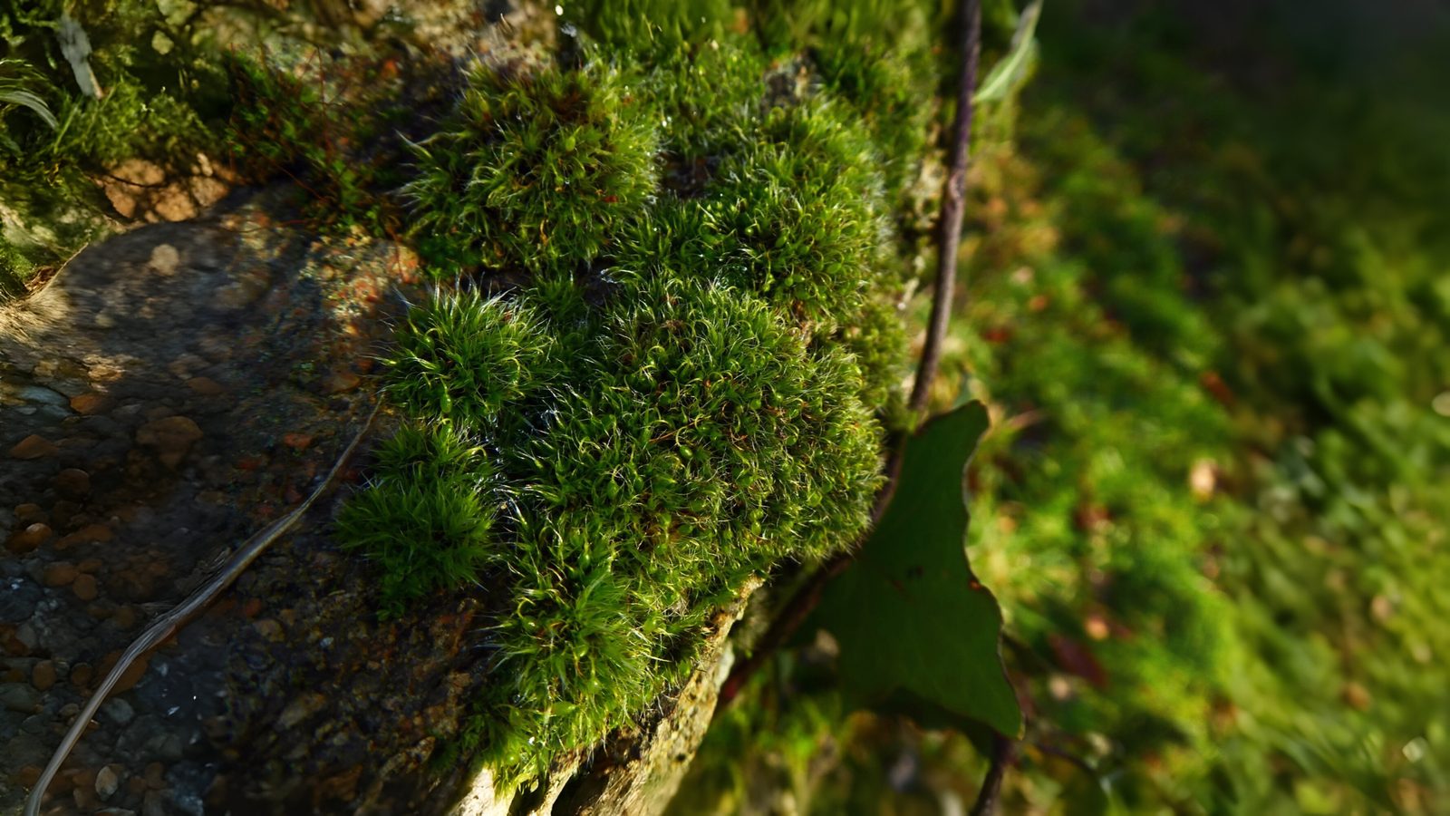 26-Feb Mosses and Liverworts Section Image