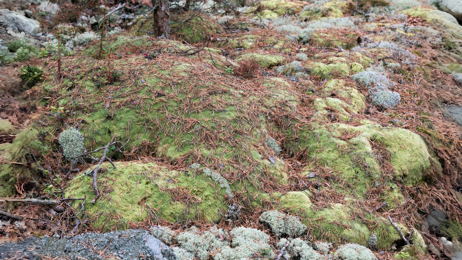 26-Feb Mosses and Liverworts Section Image