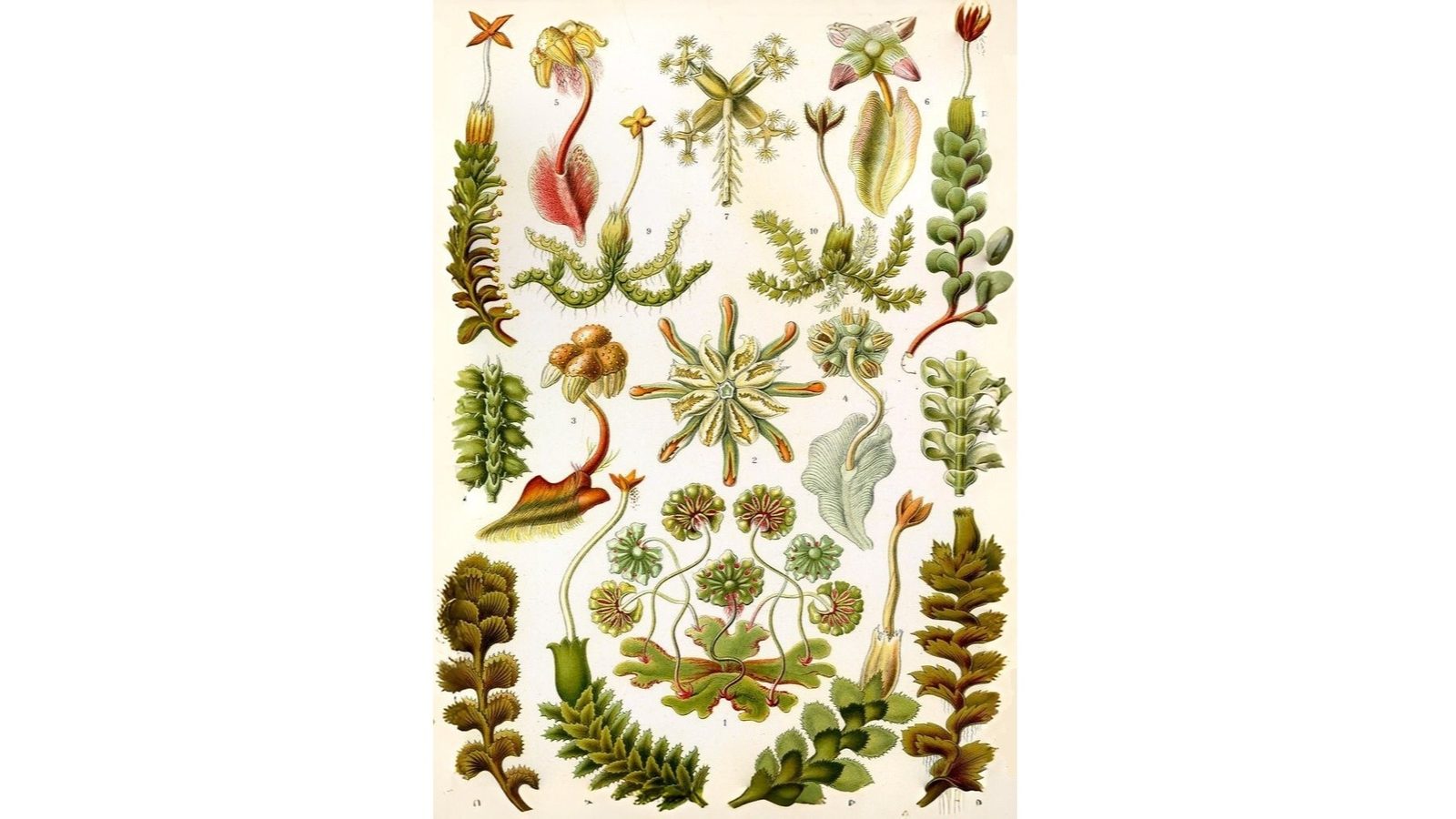 26-Feb Mosses and Liverworts Section Image