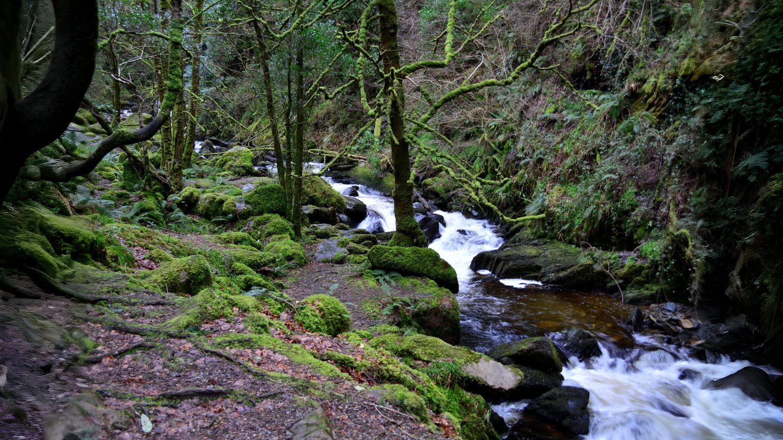 26-Feb Mosses and Liverworts Section Image
