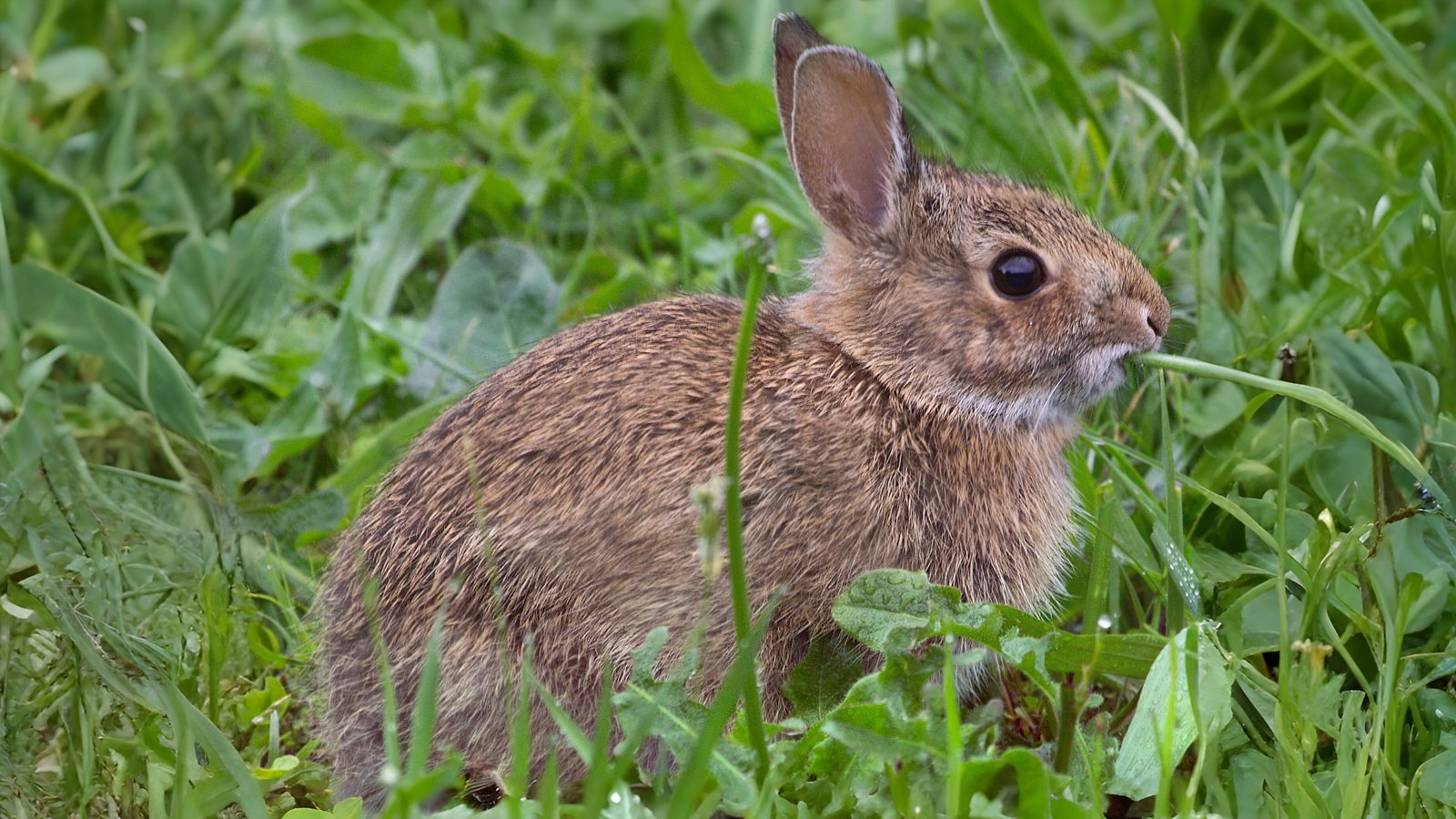 26-Jan Lives of Stoats, Weasels & More Section Image