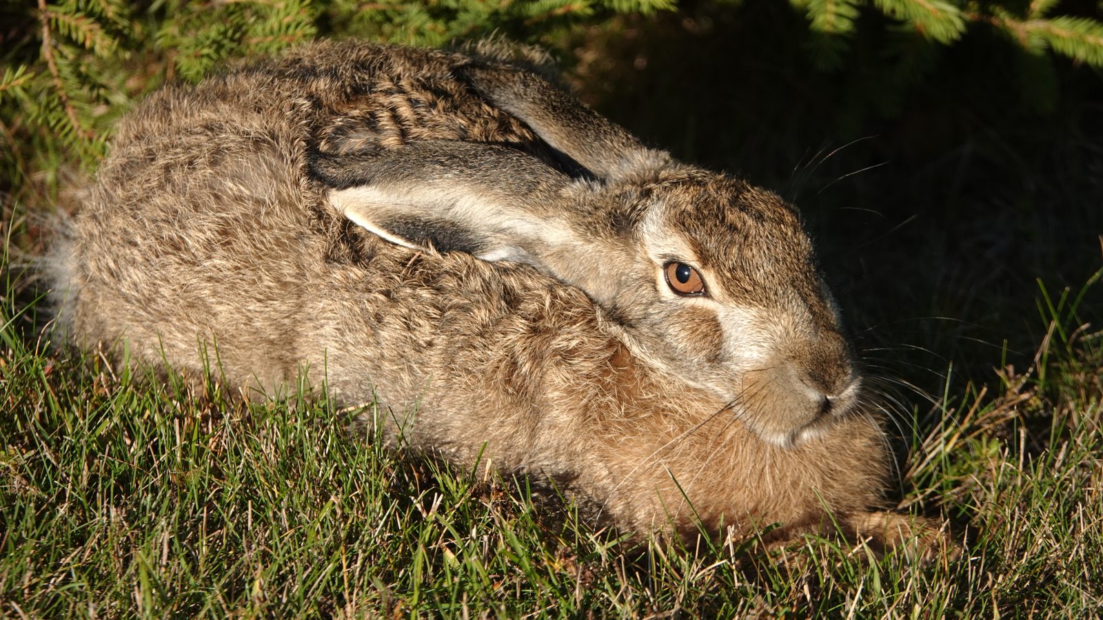 26-Jan Lives of Stoats, Weasels & More Section Image