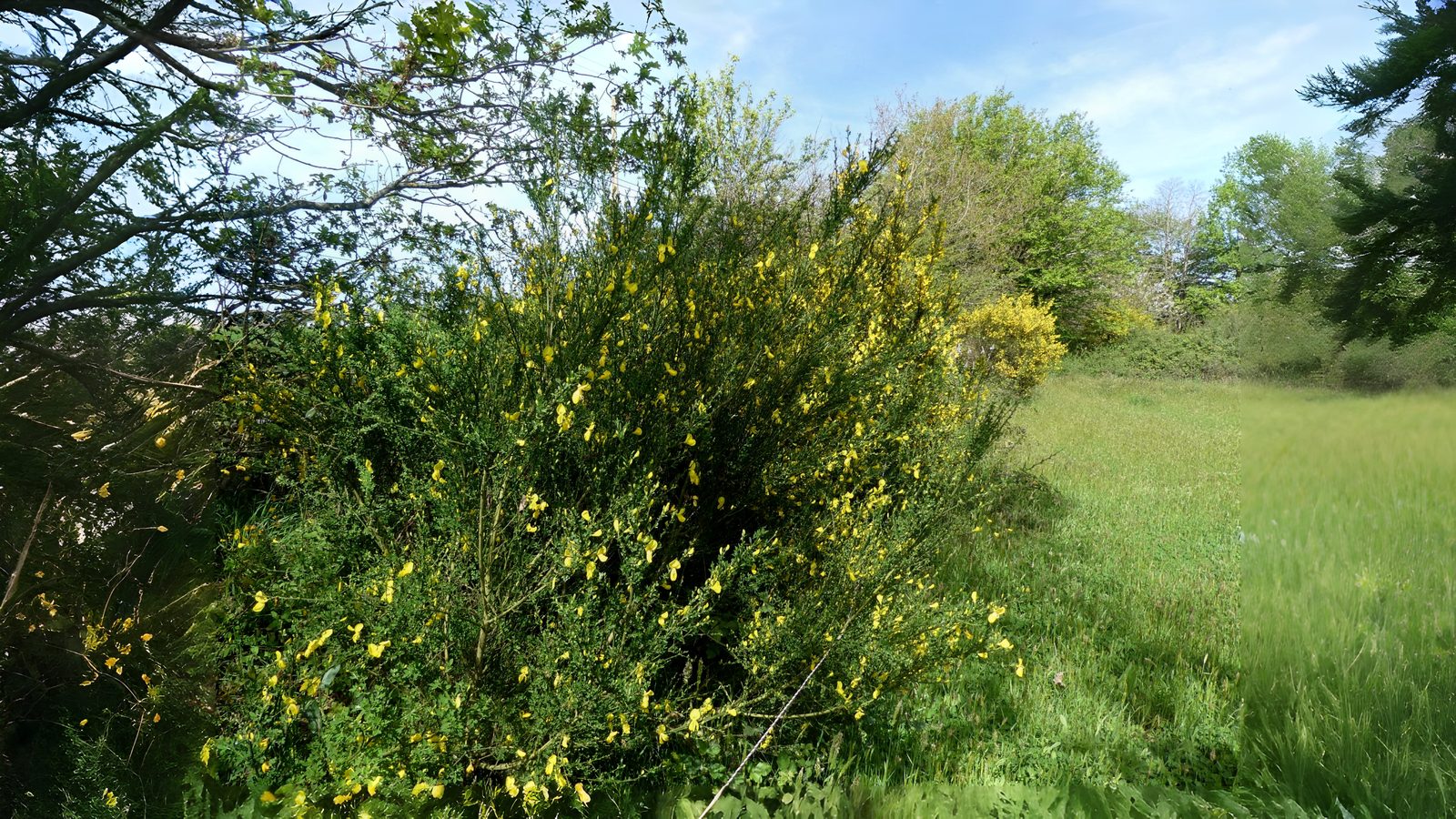 27-Mar March Shrub Spectacle Section Image