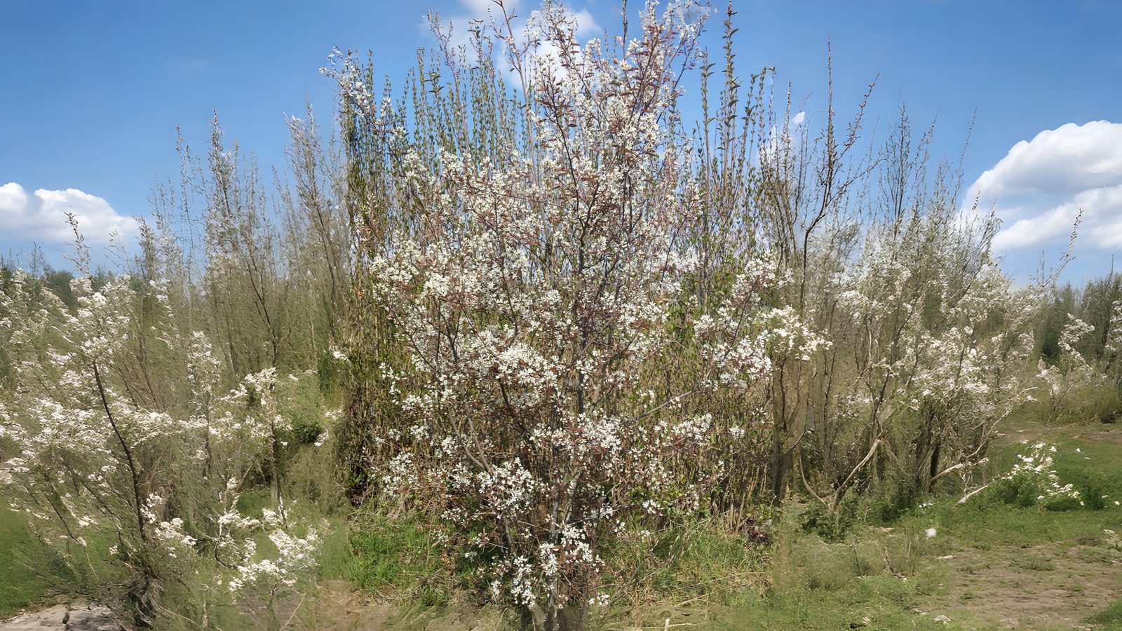 27-Mar March Shrub Spectacle Section Image