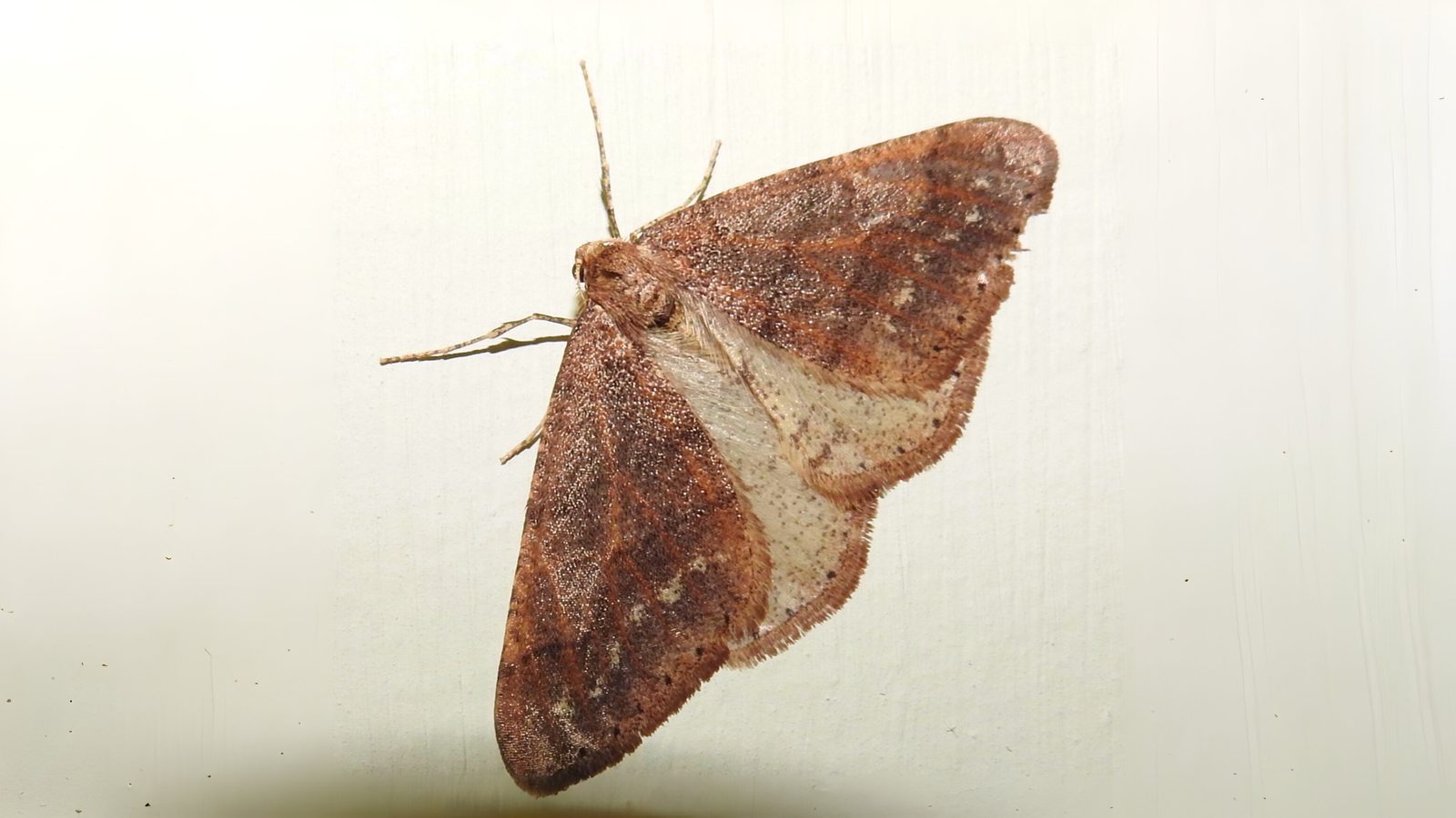 27-Feb Insects, and Spiders Surprises Section Image