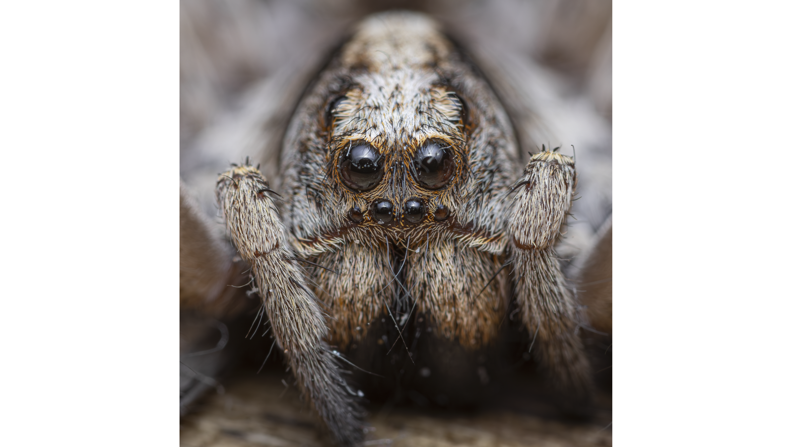 27-Feb Insects, and Spiders Surprises Section Image