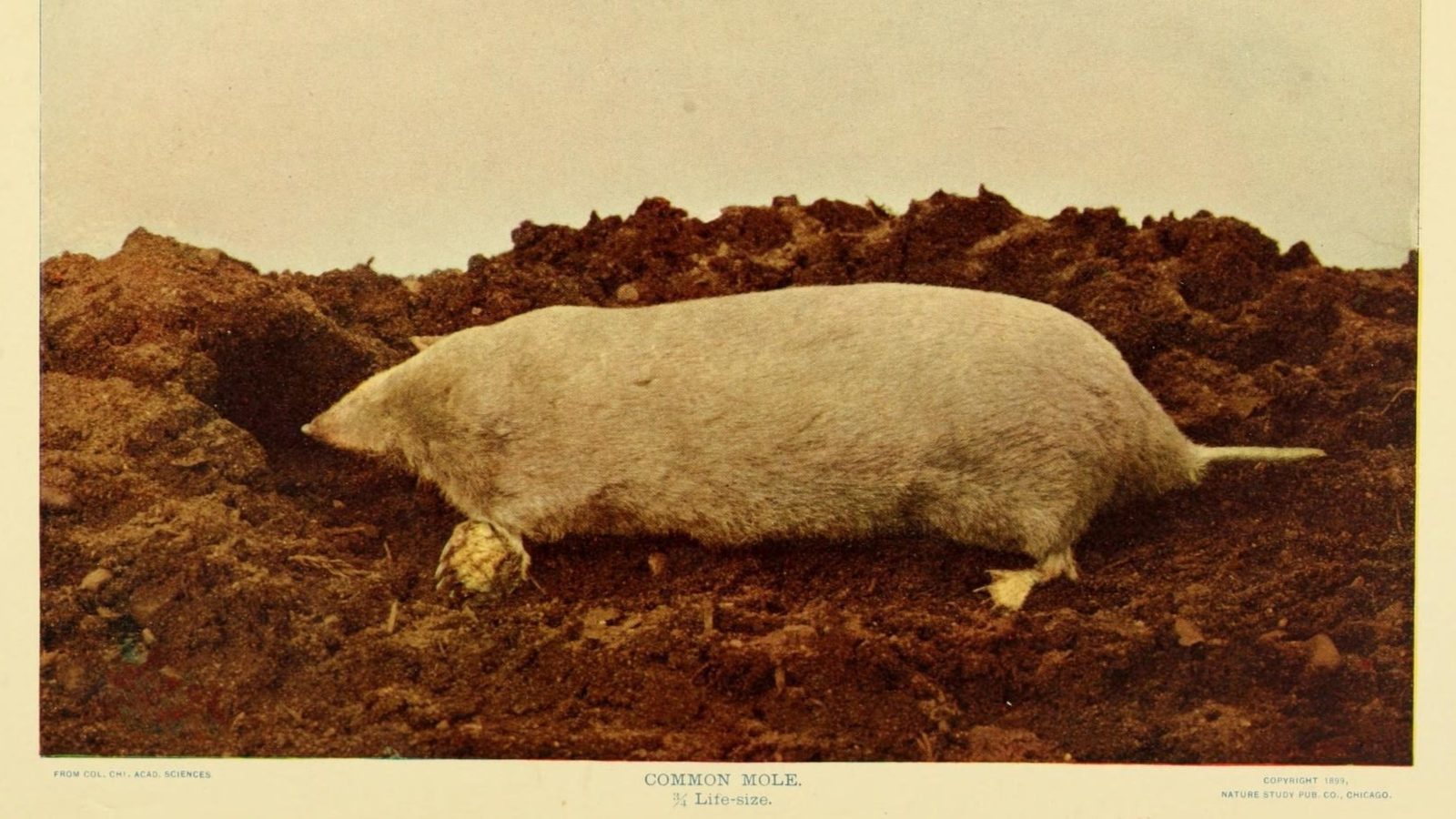 27-Jan Moles and Wildlife Tracks Section Image