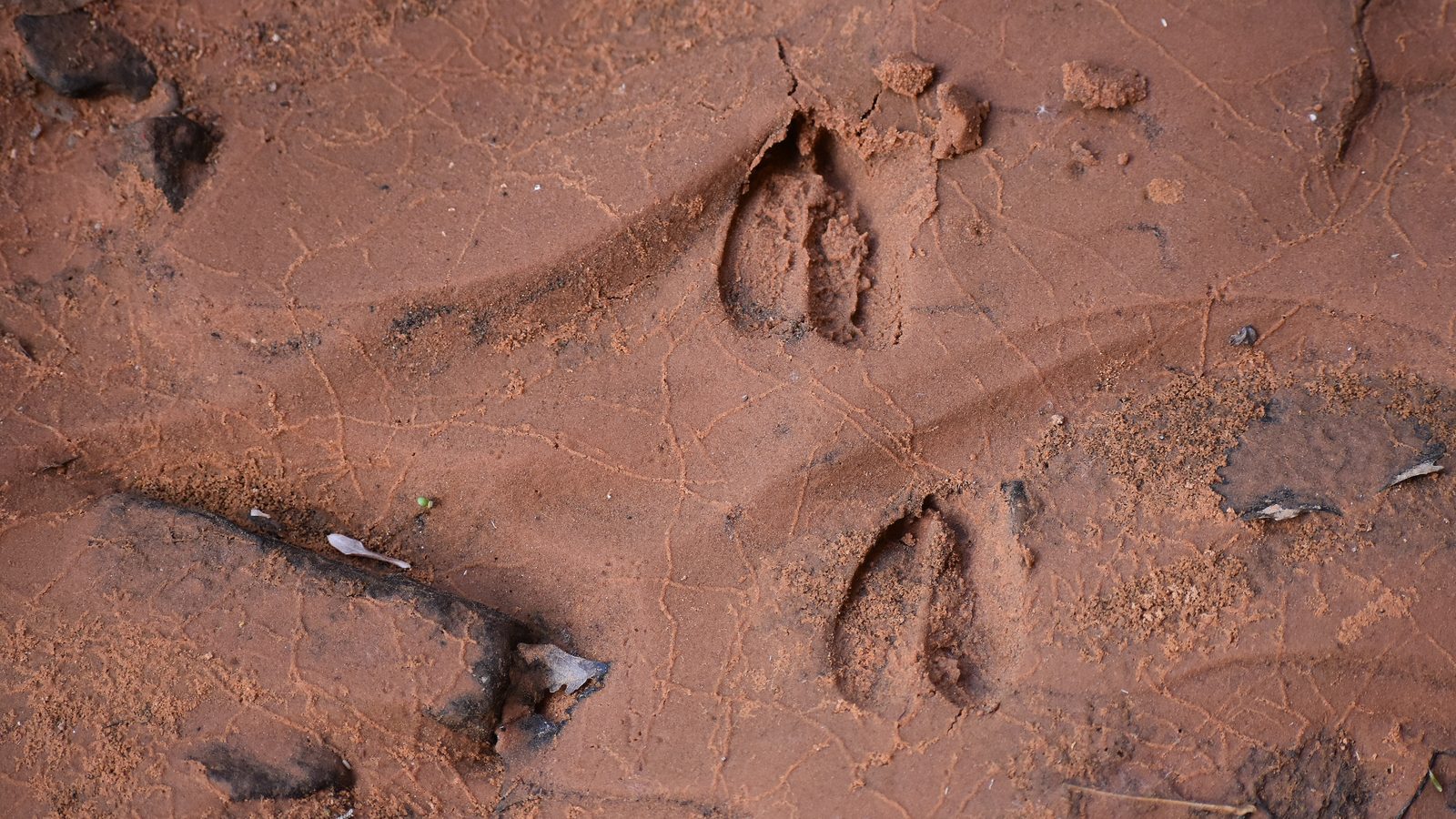 27-Jan Moles and Wildlife Tracks Section Image