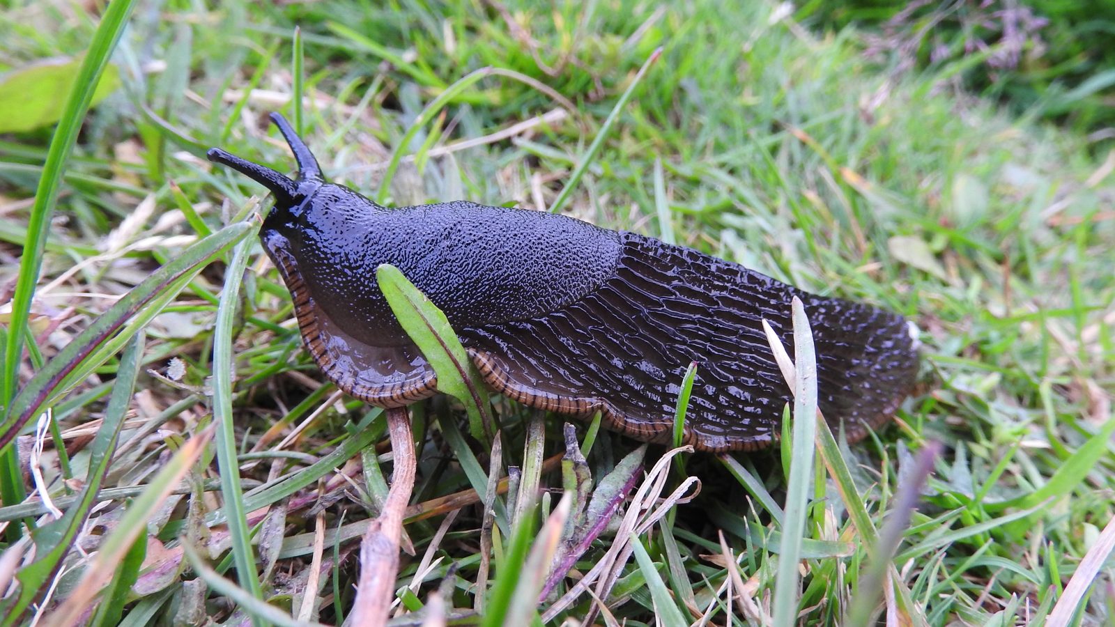 28-Mar London’s Invertebrate Awakening Section Image