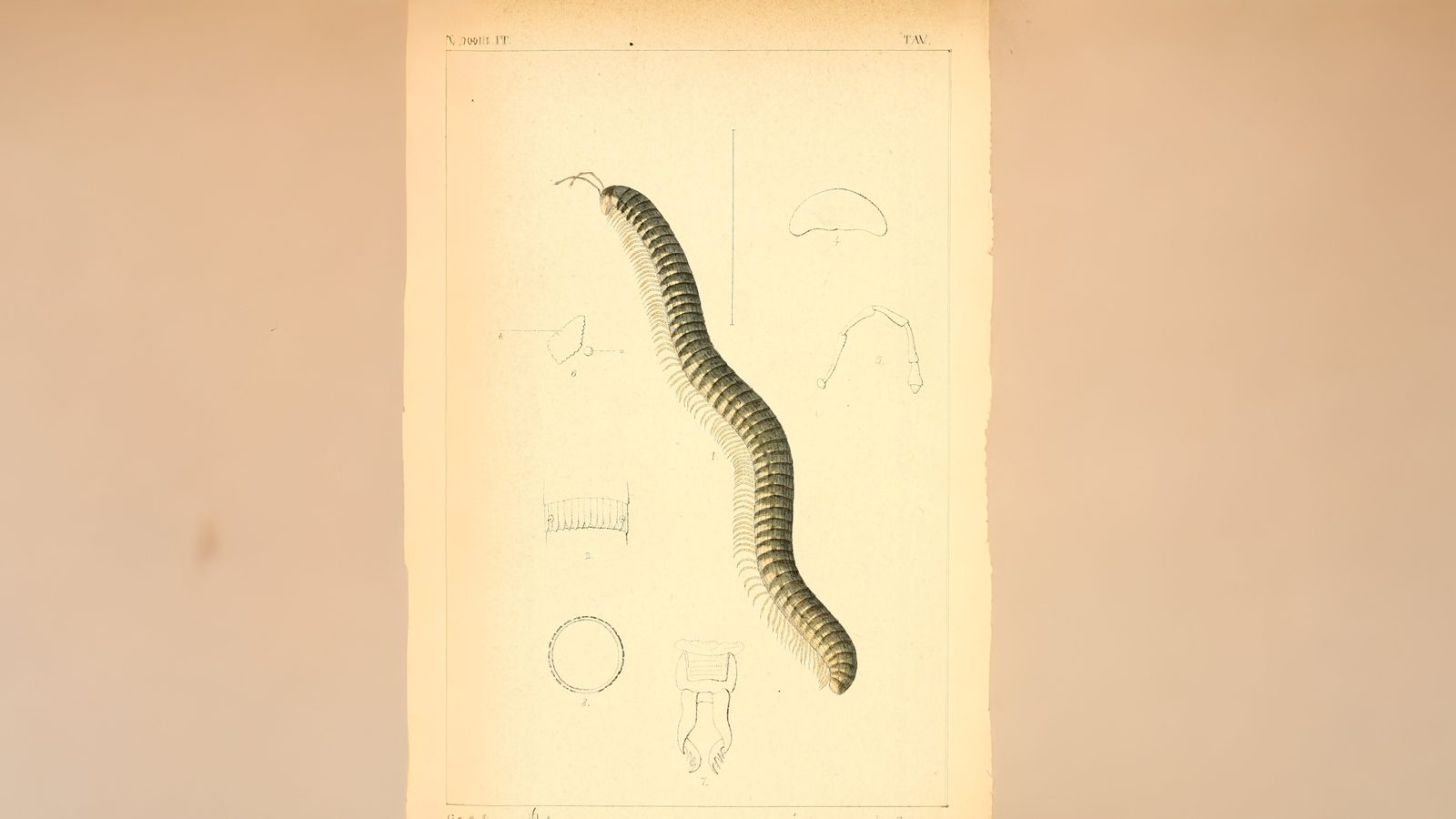 28-Mar London’s Invertebrate Awakening Section Image