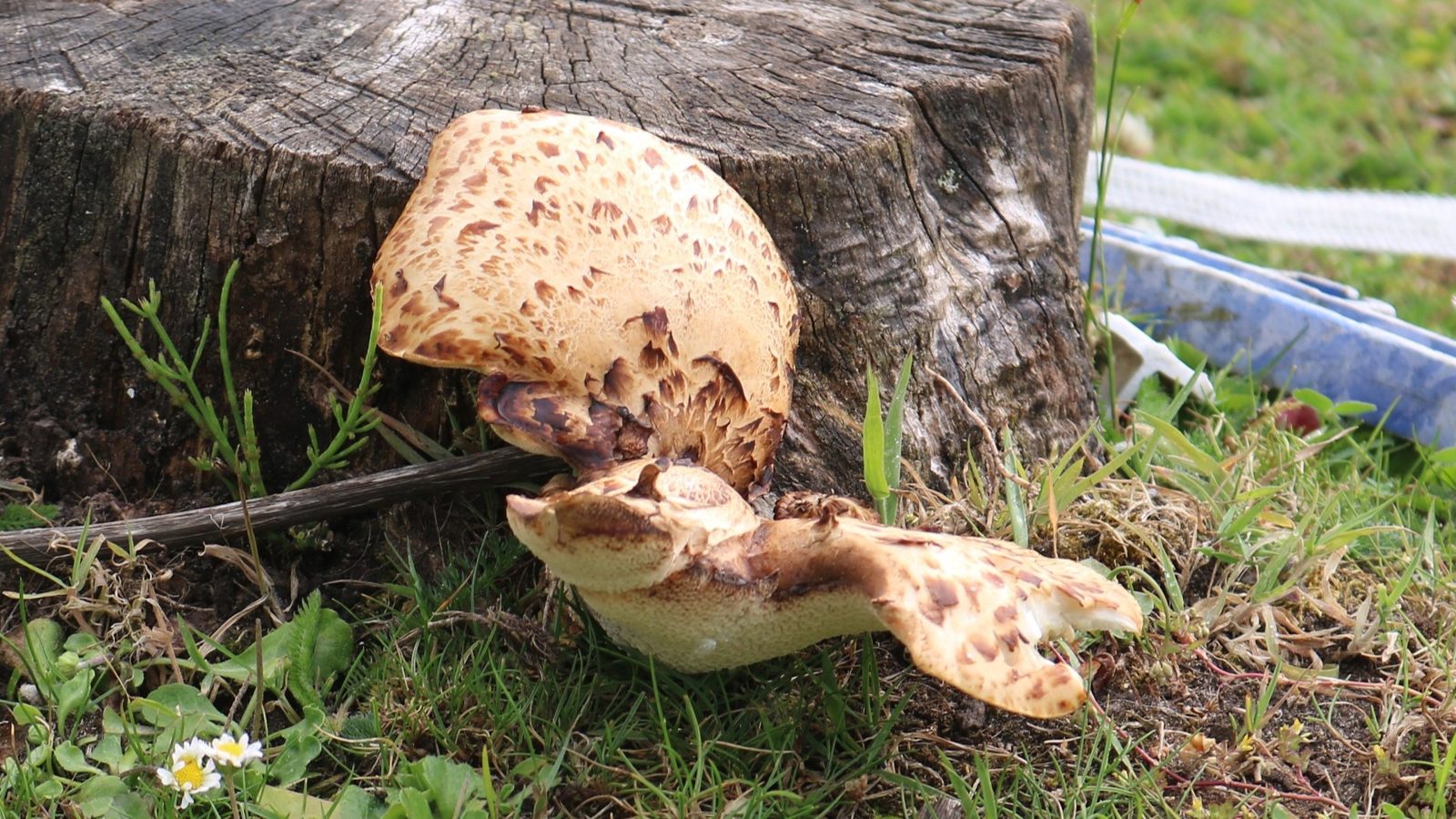 28-Apr London’s April Underground: Fungi & Mosses Section Image