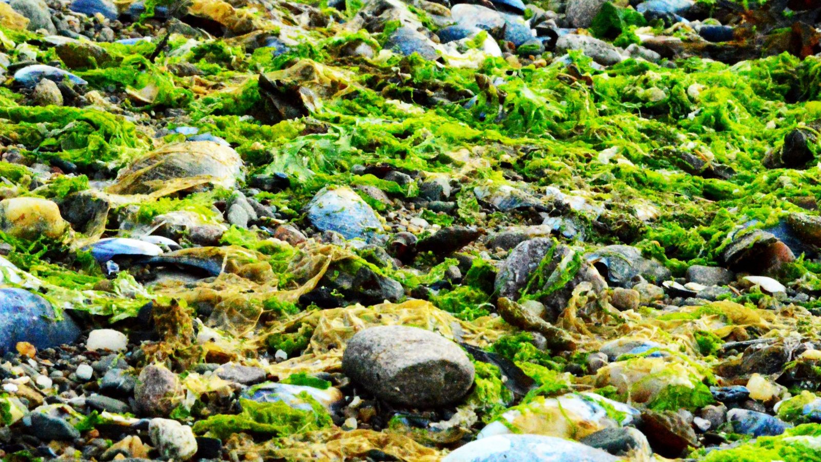 28-Apr London’s April Underground: Fungi & Mosses Section Image