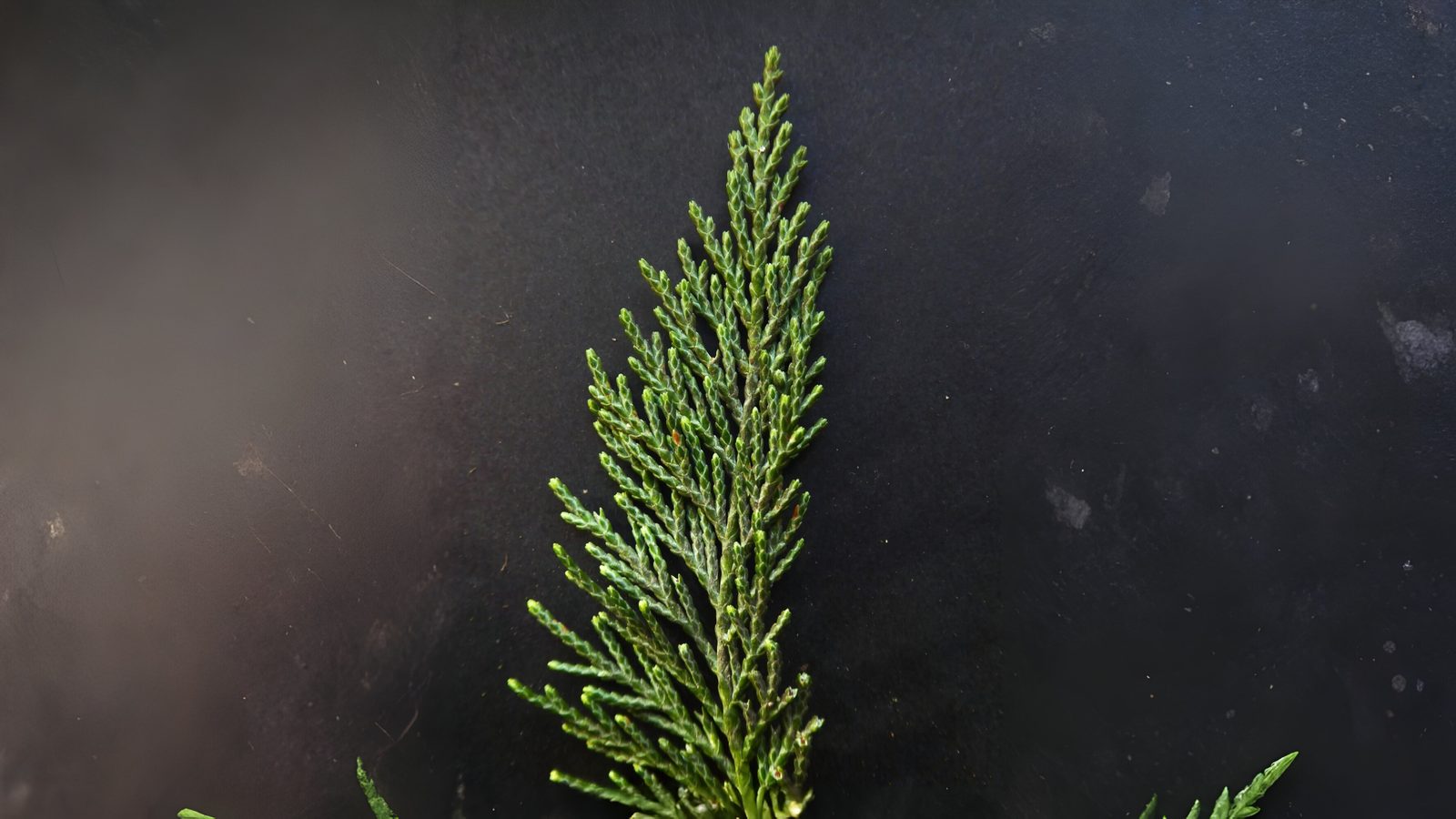28-Feb Evergreens and Winter Colours Section Image