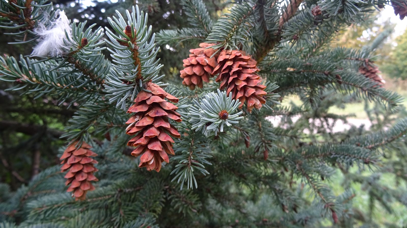 28-Feb Evergreens and Winter Colours Section Image