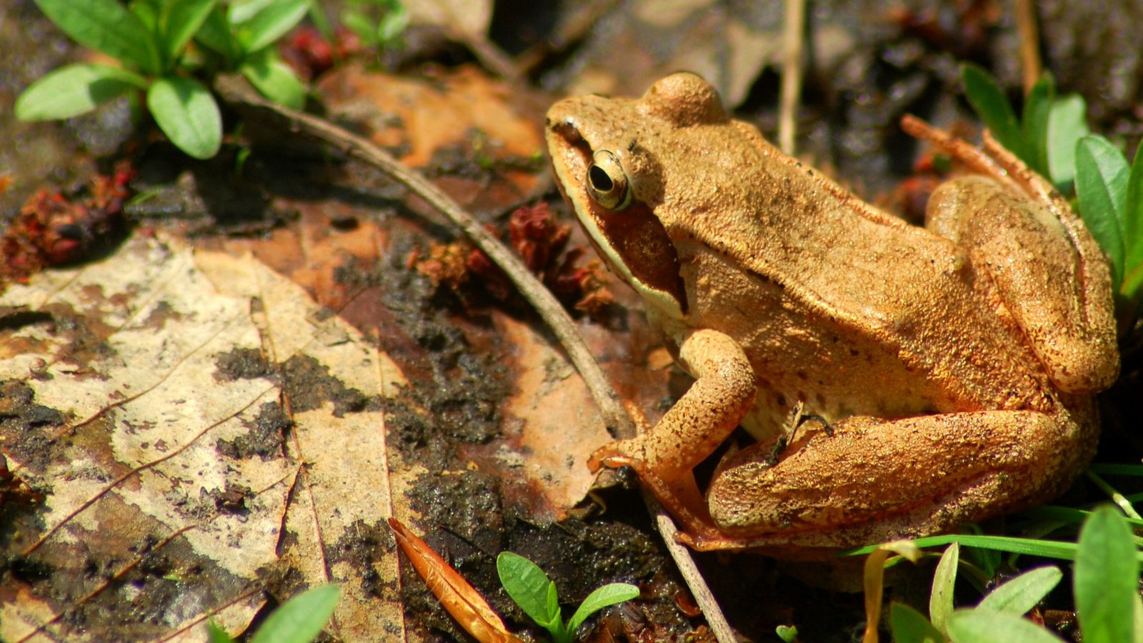 28-Jan Tales of Reptiles, Fish and More Section Image